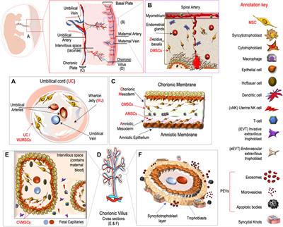 Editorial: Unravelling human placental (patho-) physiology at the epigenetic and transcriptome level